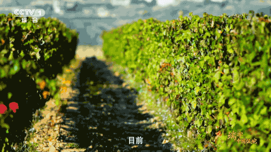 水果产量稳居世界第一，这是中国人创造的“水果奇迹”！