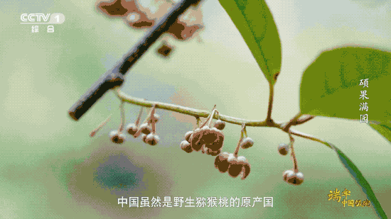 水果产量稳居世界第一，这是中国人创造的“水果奇迹”！