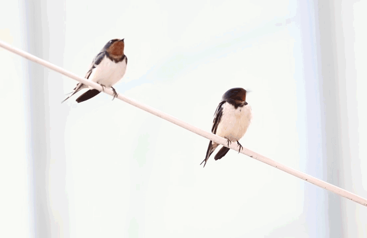 春分 | 春已至 花已开 莫负好春光！