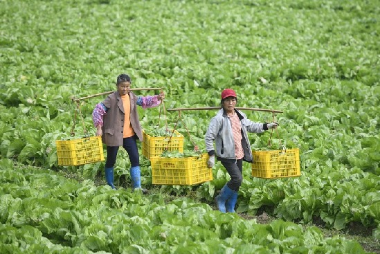 种好“菜园子” 拎稳“菜篮子”——聚焦冬春蔬菜保供稳价