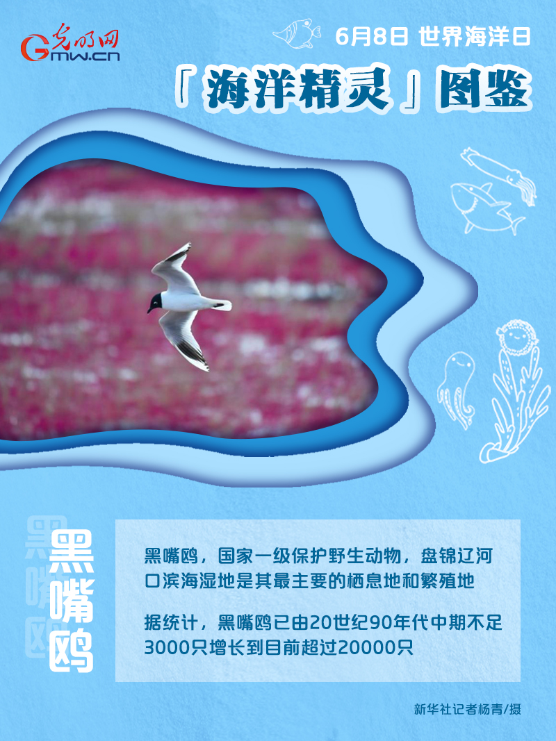 【海报】世界海洋日｜前方高萌！“海洋精灵”图鉴来了