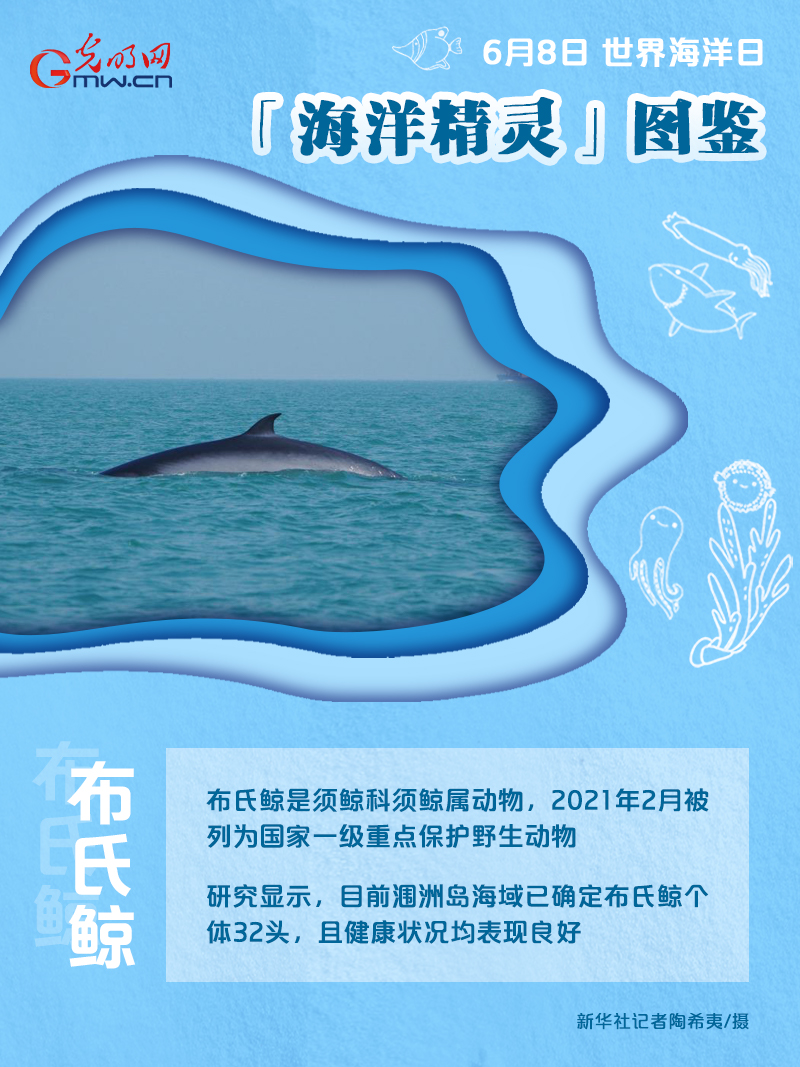 【海报】世界海洋日｜前方高萌！“海洋精灵”图鉴来了