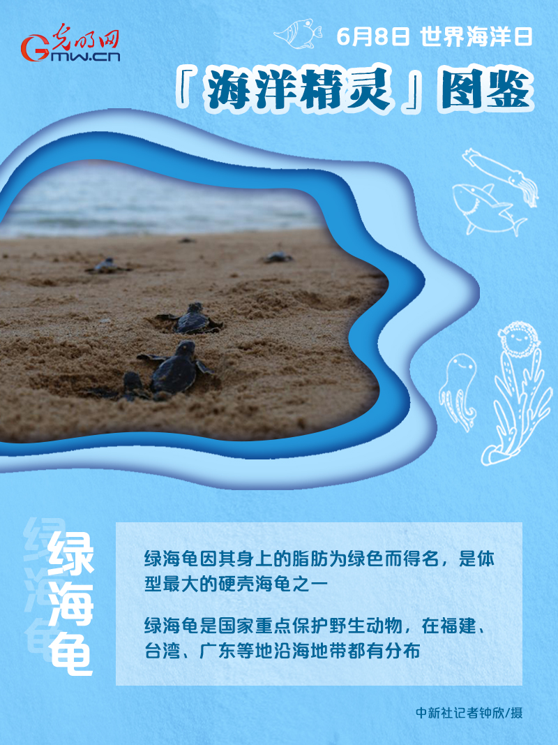 【海报】世界海洋日｜前方高萌！“海洋精灵”图鉴来了