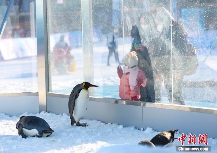 北京20余家公园冰雪活动已开场