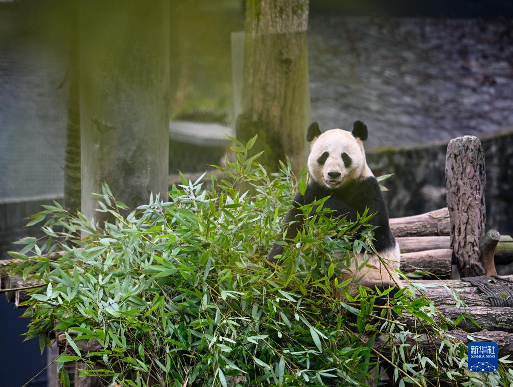 初春时节里的大熊猫