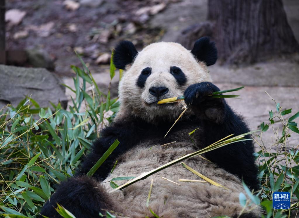 初春时节里的大熊猫