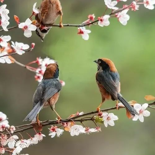 春分 | 春已至 花已开 莫负好春光！