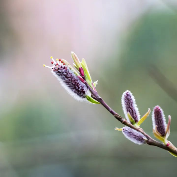 春分 | 春已至 花已开 莫负好春光！