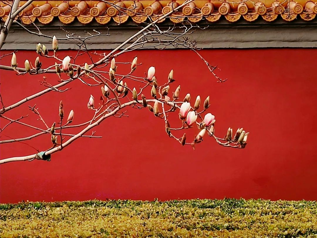 春分 | 春已至 花已开 莫负好春光！