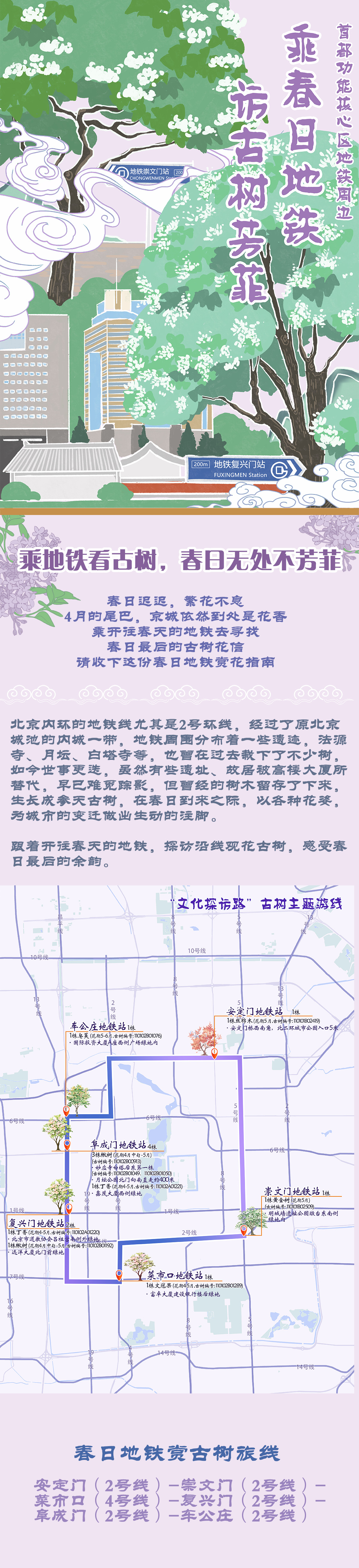北京发布4条春季古树主题游览路线