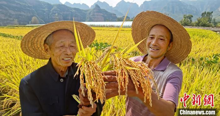 太行左权：金色稻田“丰”景如画农民笑开颜
