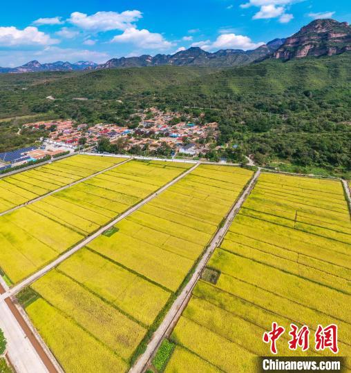 太行左权：金色稻田“丰”景如画农民笑开颜