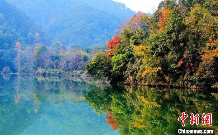 银杏染秋！广东多地彩叶纷飞