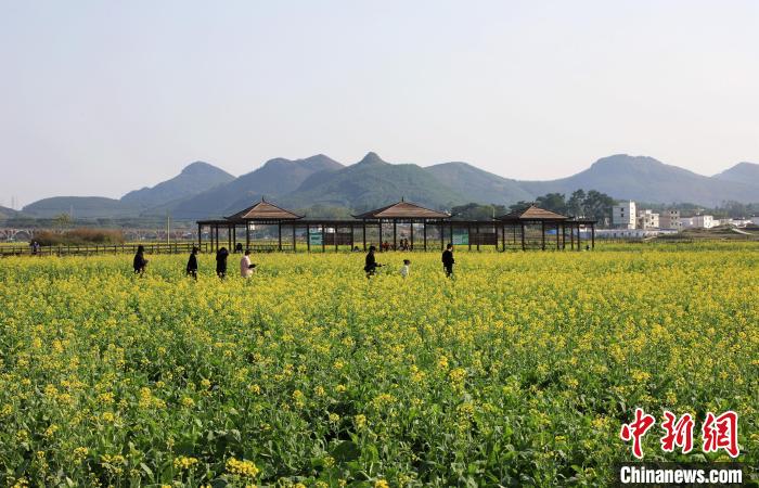 广西南宁油菜花绽放 乡村美景入画来