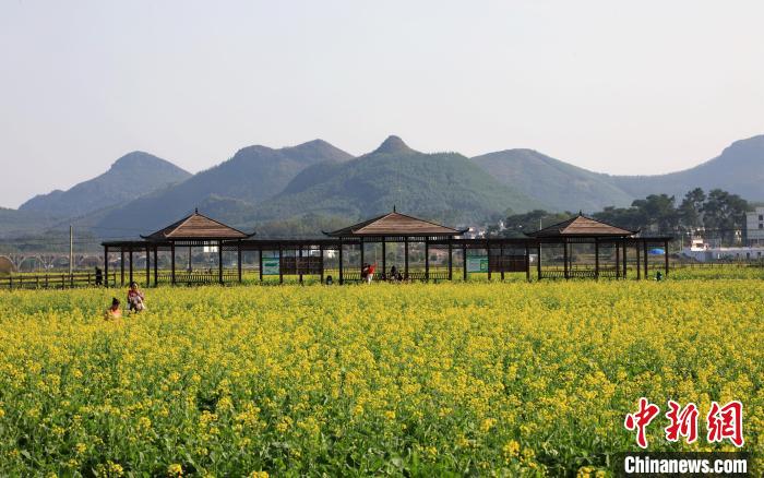 广西南宁油菜花绽放 乡村美景入画来