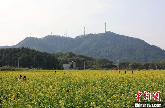 广西南宁油菜花绽放 乡村美景入画来