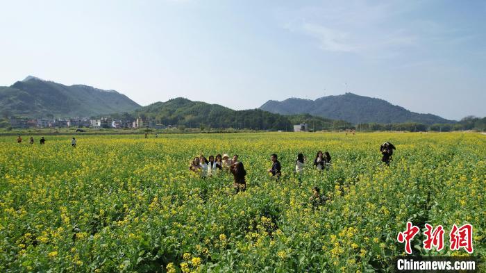 广西南宁油菜花绽放 乡村美景入画来