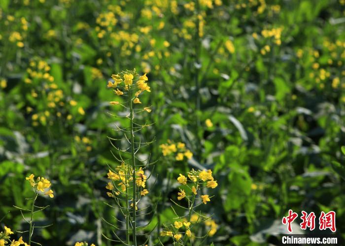 广西南宁油菜花绽放 乡村美景入画来