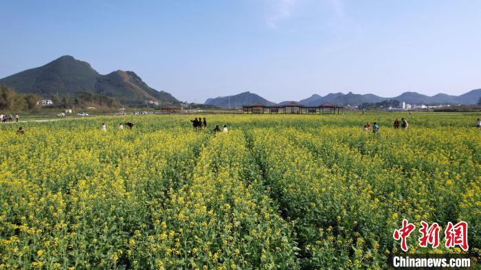 广西南宁油菜花绽放 乡村美景入画来