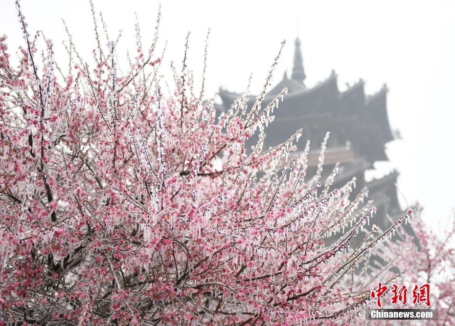 杭州现“雨凇” 花木穿“冰衣”