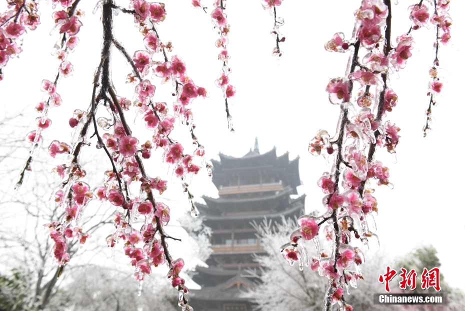 杭州现“雨凇” 花木穿“冰衣”