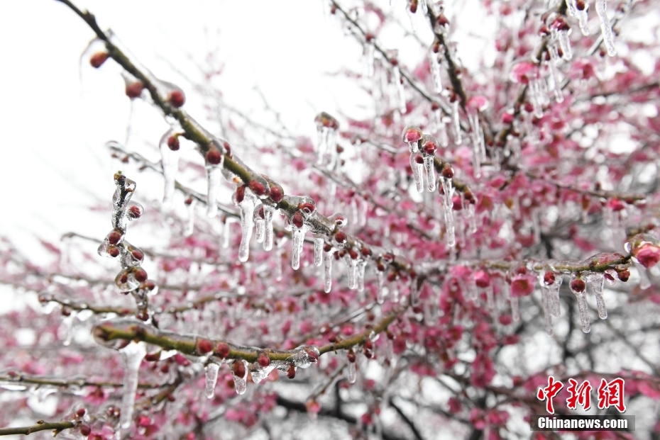 杭州现“雨凇” 花木穿“冰衣”