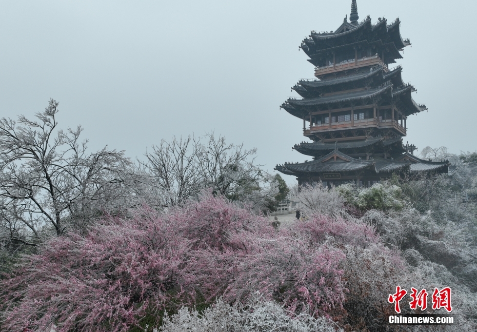 杭州现“雨凇” 花木穿“冰衣”