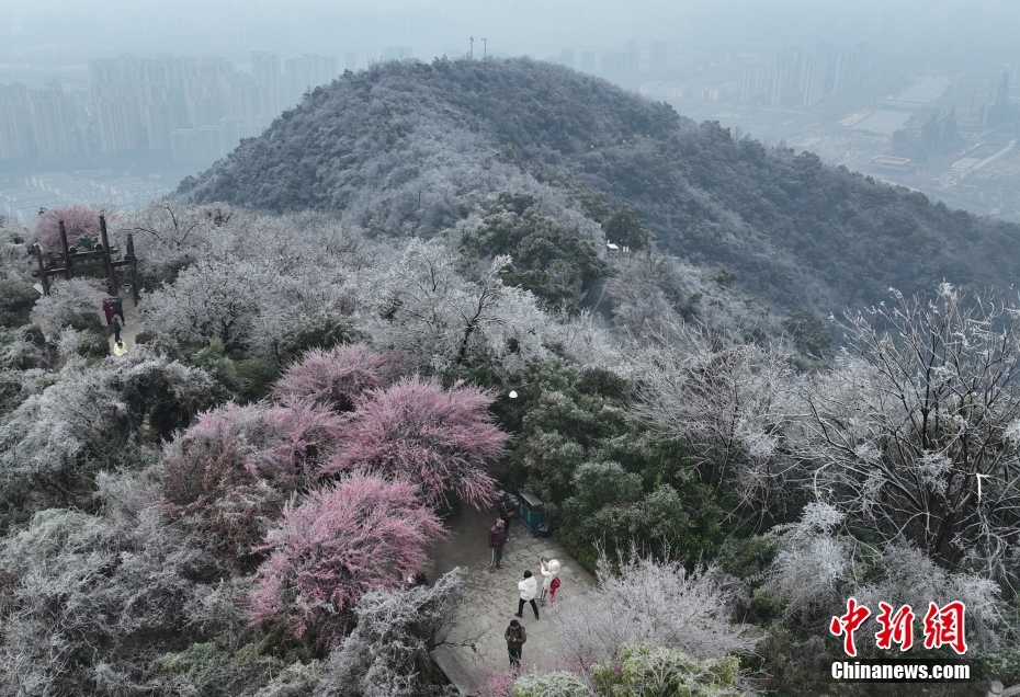 杭州现“雨凇” 花木穿“冰衣”