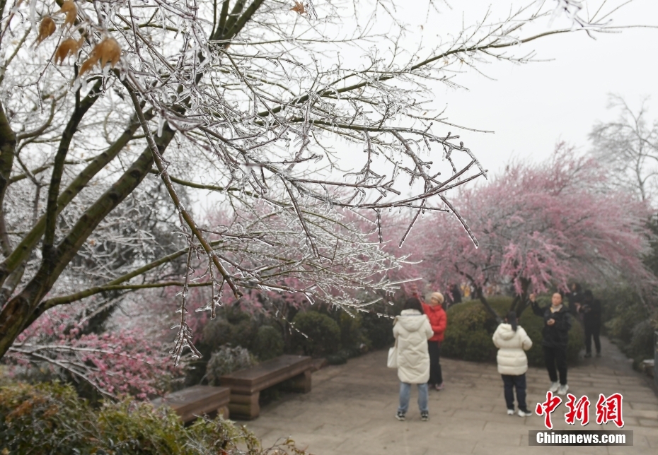 杭州现“雨凇” 花木穿“冰衣”