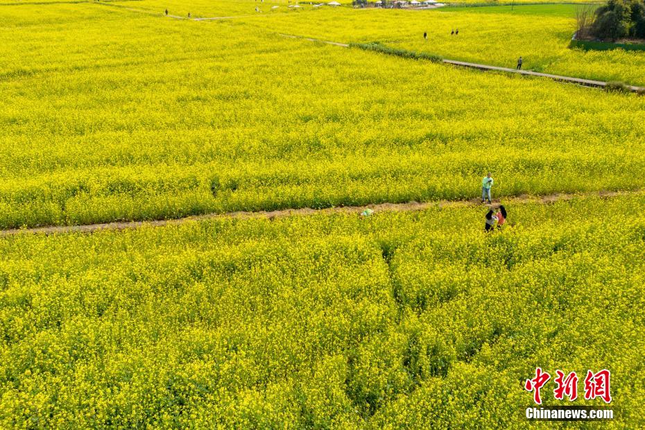 成都平原油菜花盛开 游客打卡“开往春天的列车”