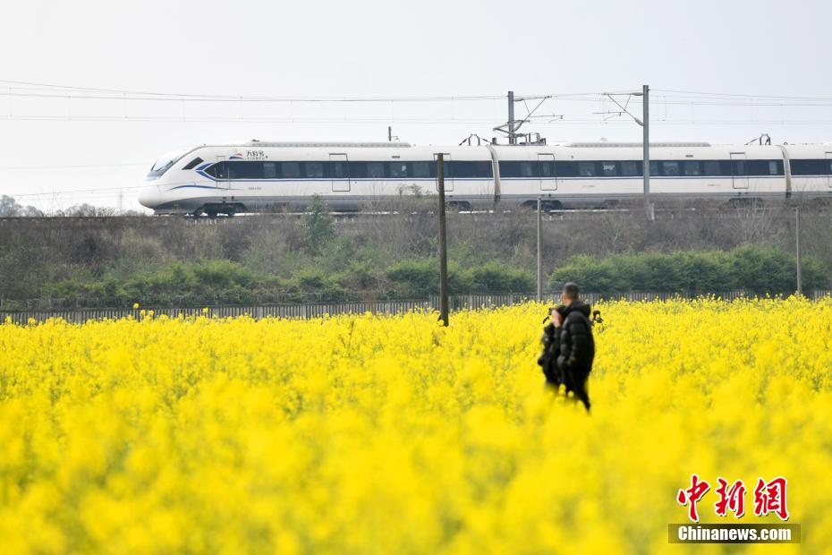 成都平原油菜花盛开 游客打卡“开往春天的列车”