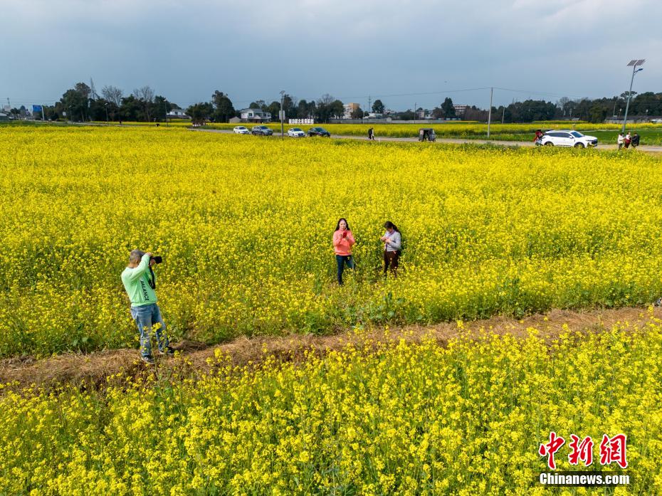 成都平原油菜花盛开 游客打卡“开往春天的列车”