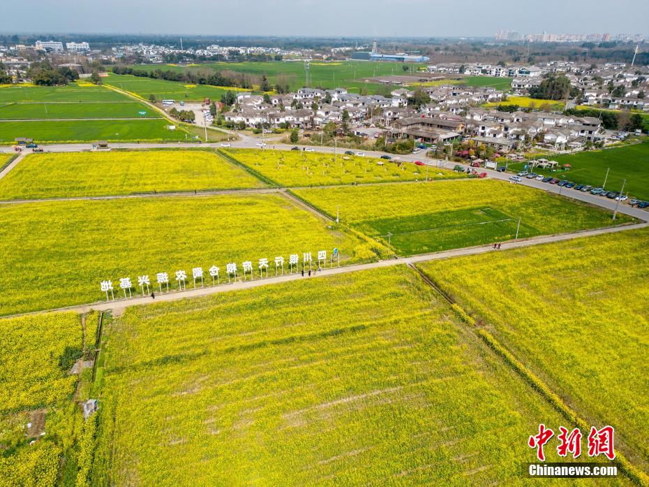 成都平原油菜花盛开 游客打卡“开往春天的列车”