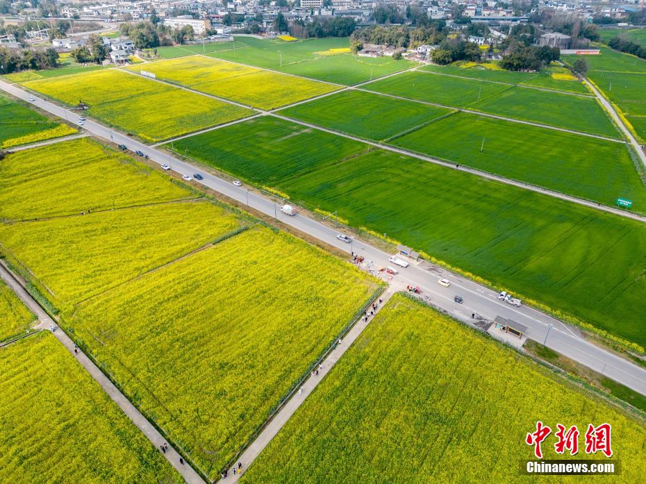 成都平原油菜花盛开 游客打卡“开往春天的列车”