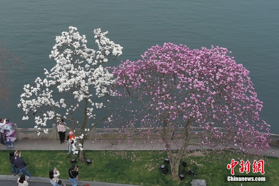 杭州西湖玉兰花开 吸引游人驻足“打卡”