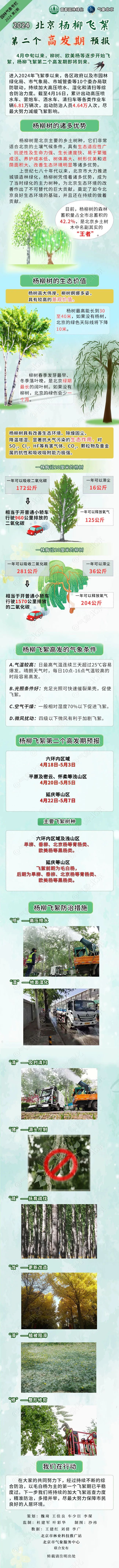 北京迎杨柳飞絮第二个高发期 六环内持续至5月3日