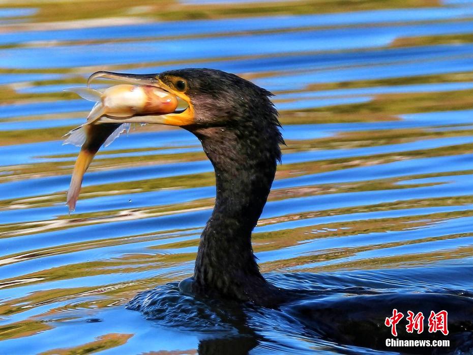 高原古城西宁：鸬鹚人工湖里觅食忙