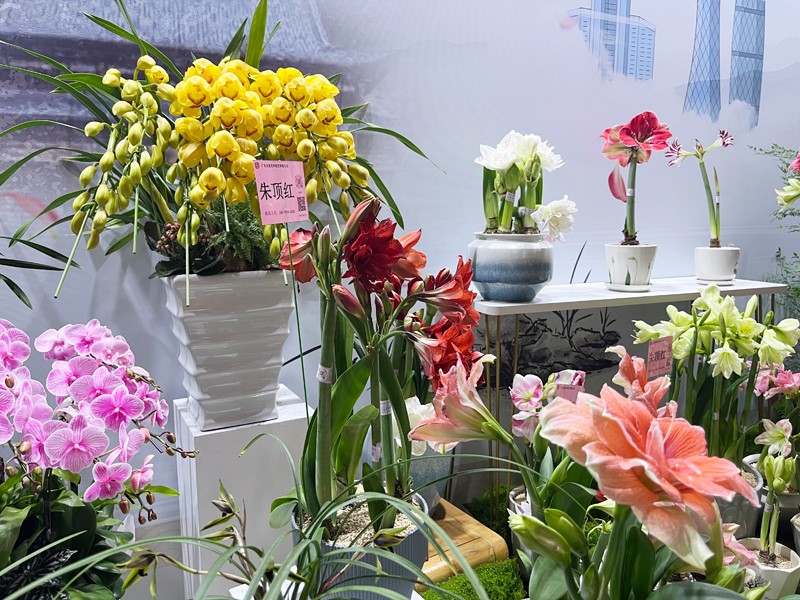 2025北京家庭园艺嘉年华暨年宵名花进北京活动启动 2025北京家庭园艺嘉年华暨年宵名花进北京活动启动