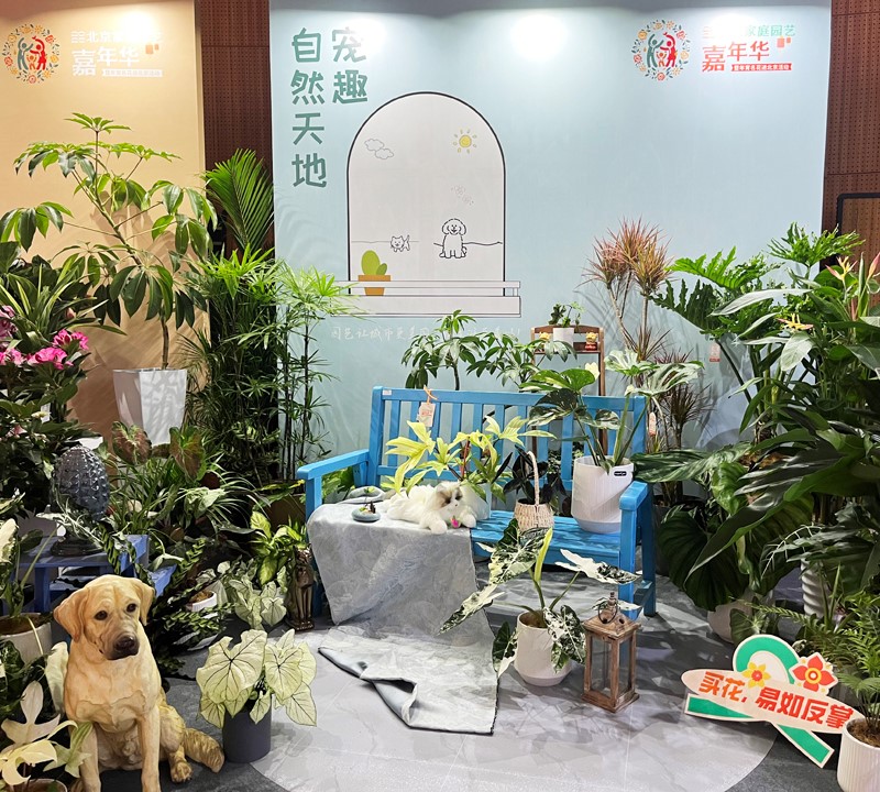 2025北京家庭园艺嘉年华暨年宵名花进北京活动启动 2025北京家庭园艺嘉年华暨年宵名花进北京活动启动
