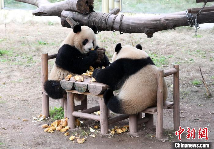 重庆：大熊猫卖萌憨态可掬