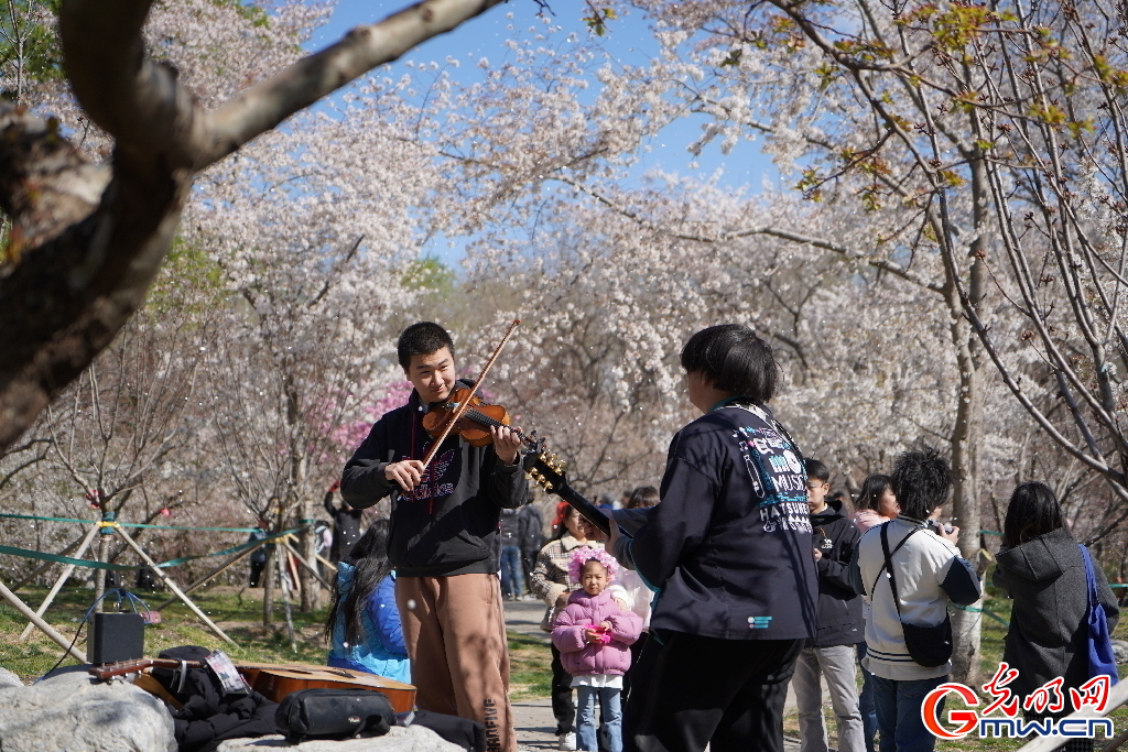 北京：春和景明 “樱”约而至