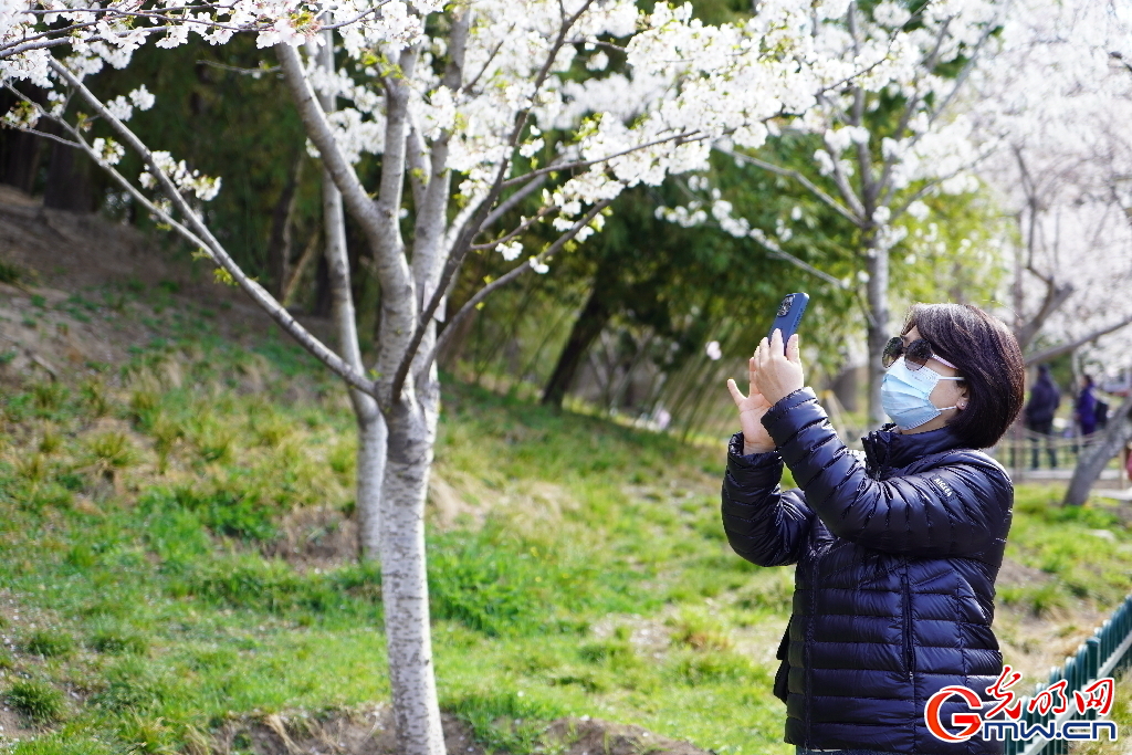 北京：春和景明 “樱”约而至