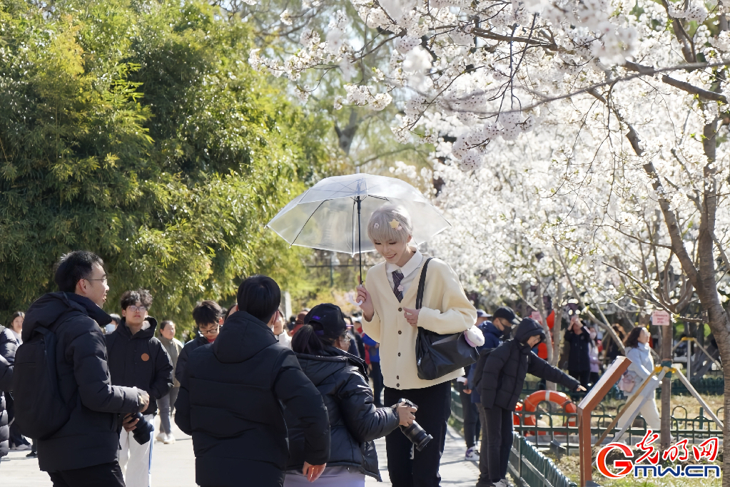 北京:春和景明 “樱”约而至 北京:春和景明 “樱”约而至