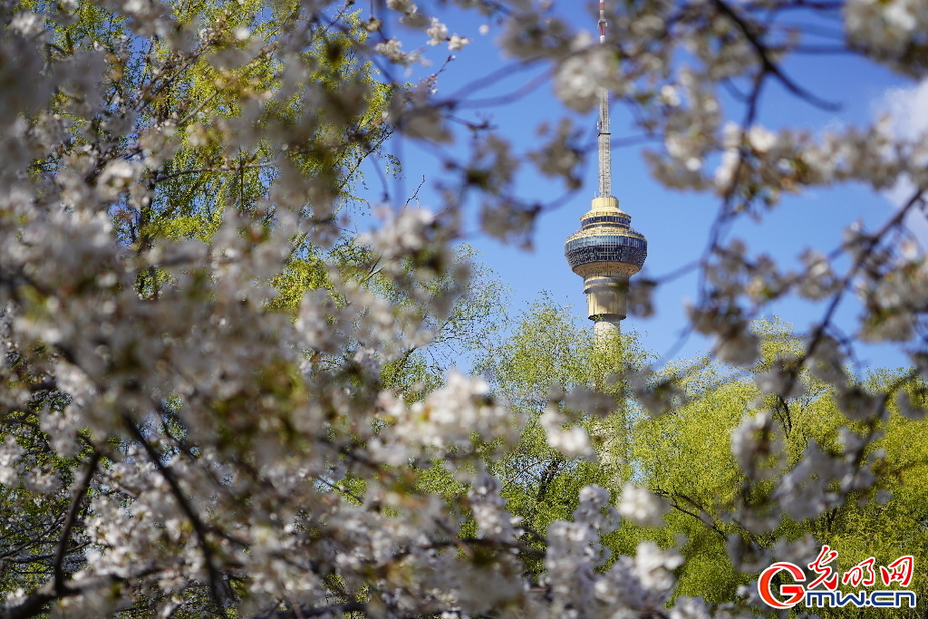 北京：春和景明 “樱”约而至