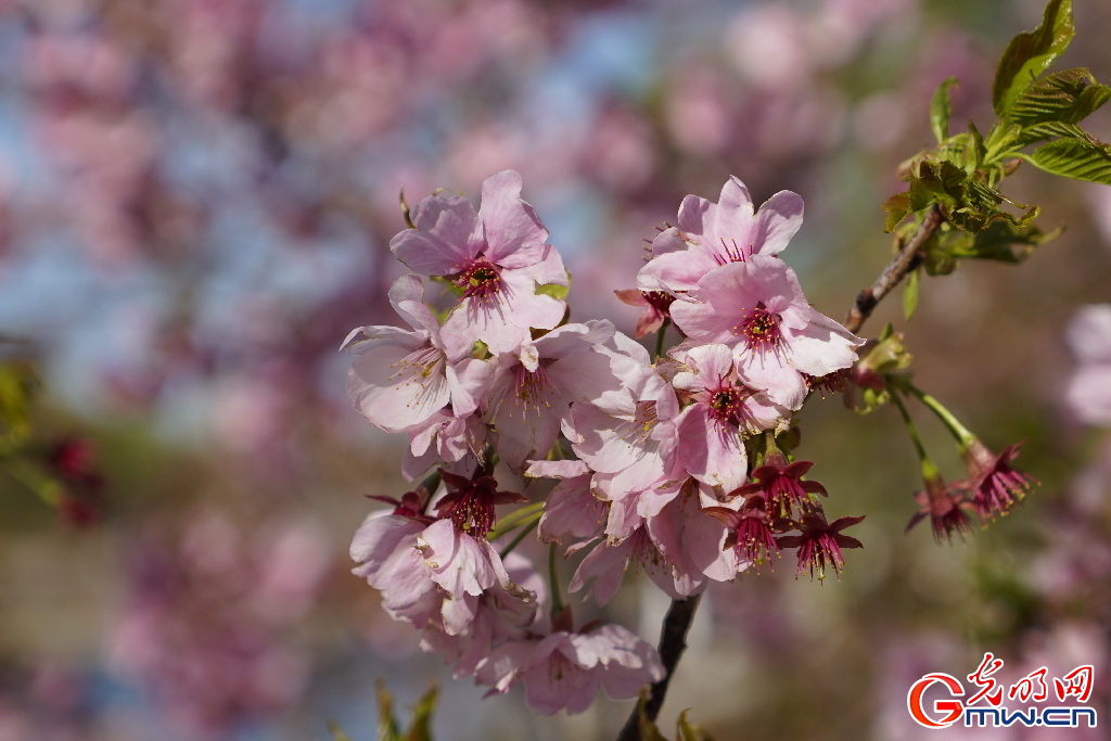 北京：春和景明 “樱”约而至