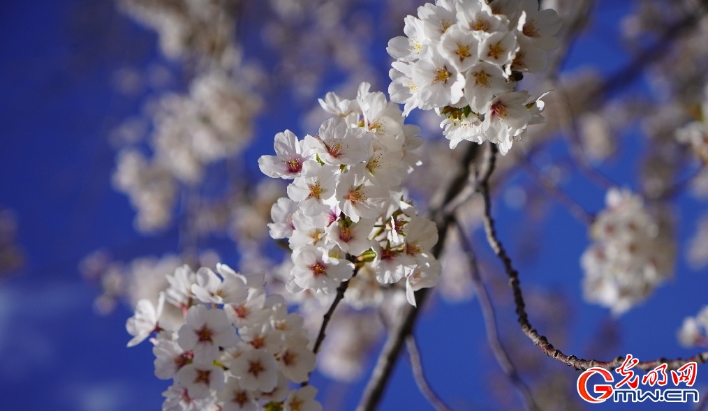 北京:春和景明 “樱”约而至 北京:春和景明 “樱”约而至