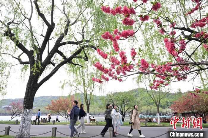 杭州西湖桃红柳绿春景如画