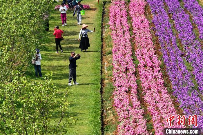 航拍江苏镇江郊外花海五彩缤纷扮靓大地