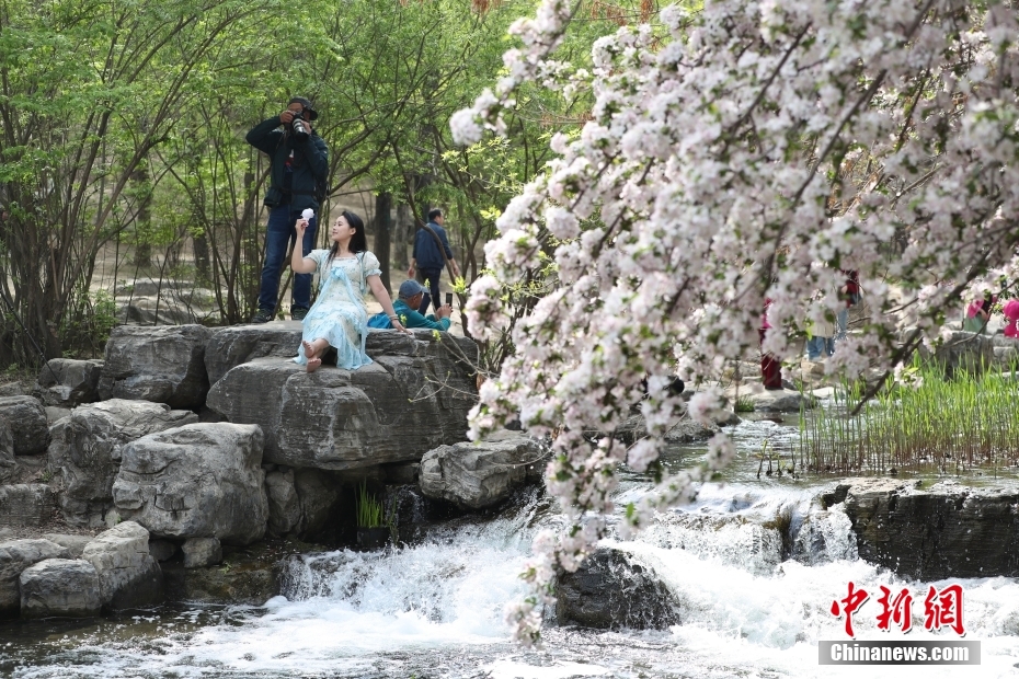 北京奥森公园溪畔海棠引游客