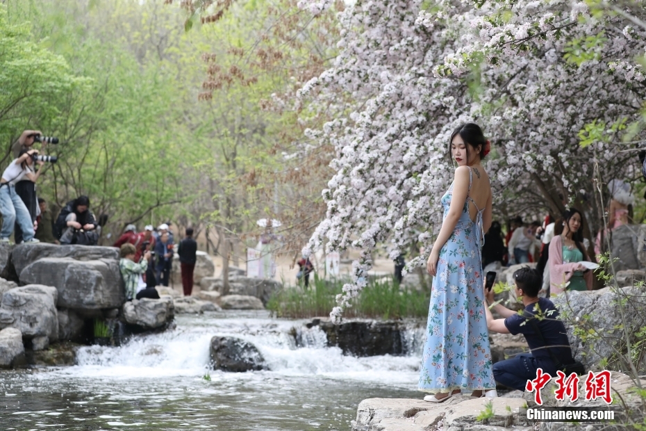 北京奥森公园溪畔海棠引游客